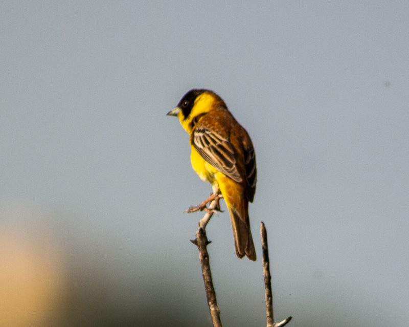Karabaşlı kirazkuşu