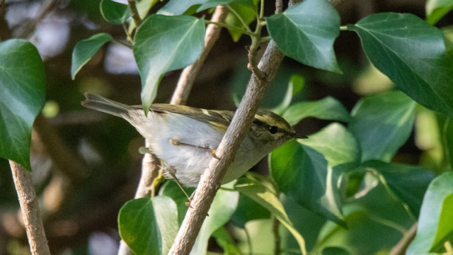 Çalıkuşu çıvgını