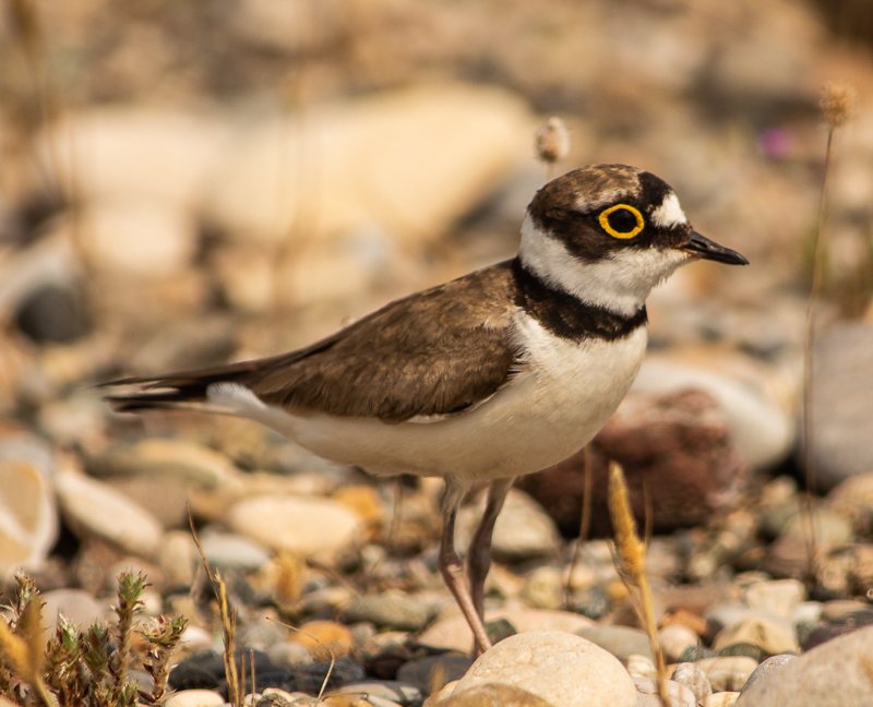 Halkalı küçük cılıbıt
