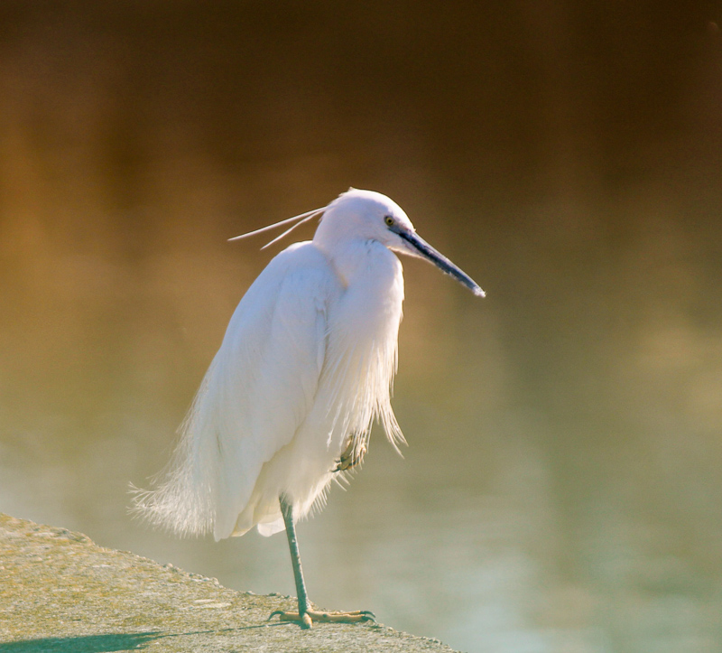Küçük ak balıkçıl