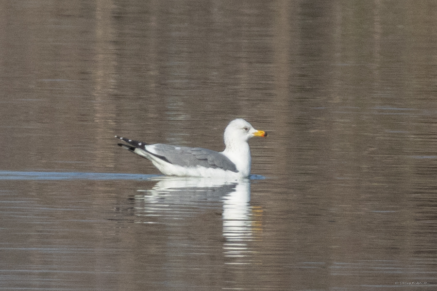 Van gölü martısı