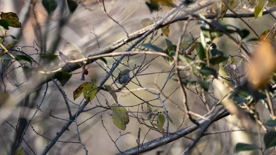 Çalıkuşu çıvgını