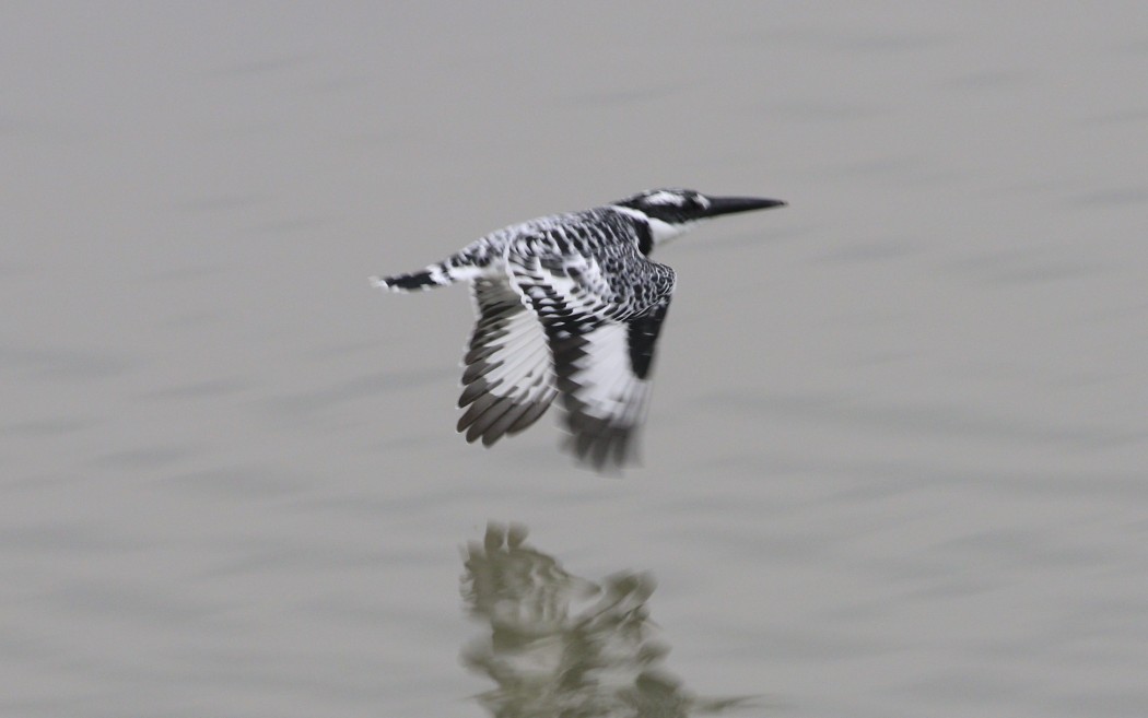 Alaca yalıçapkını