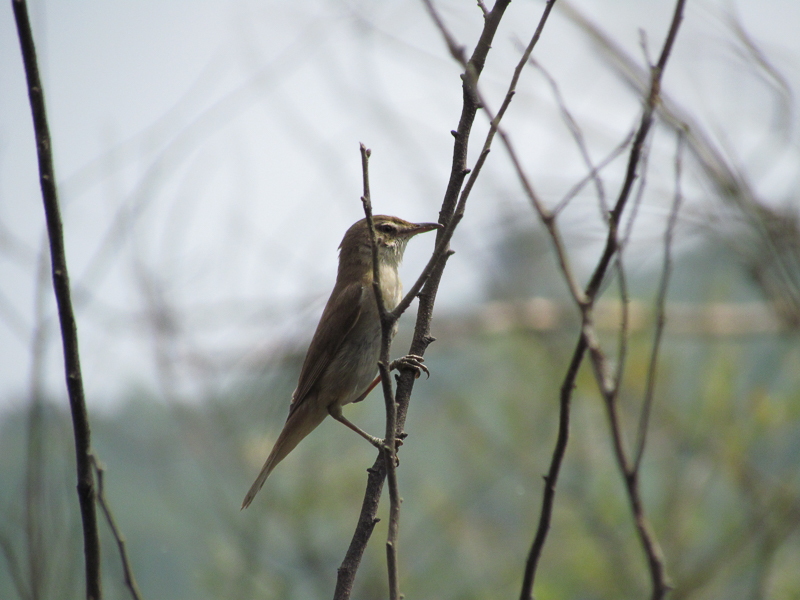 Büyük kamışçın