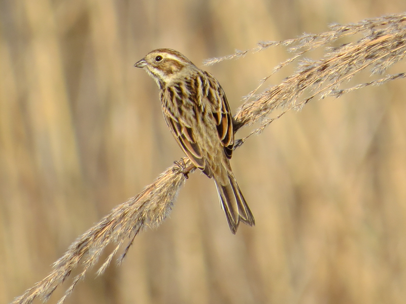Bataklık Kirazkuşu