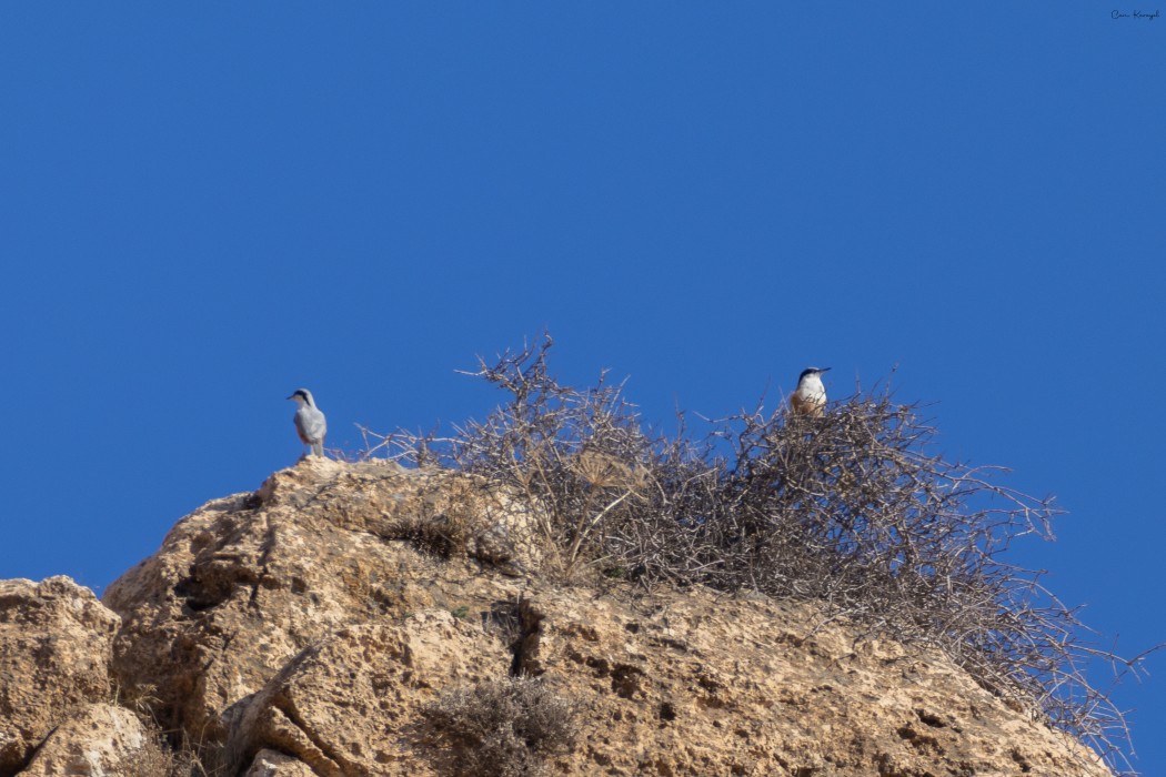 Büyük kaya sıvacısı