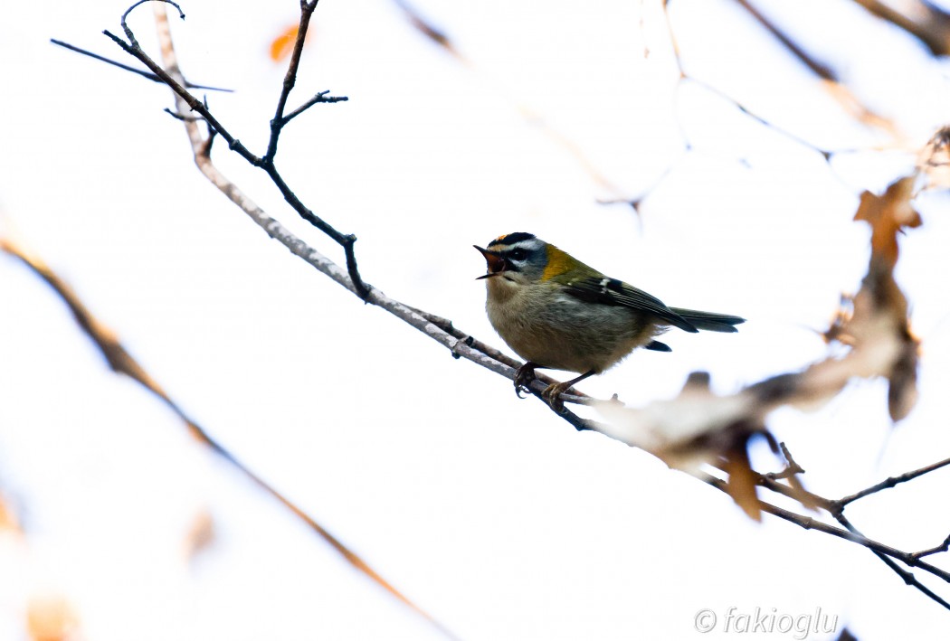 Sürmeli çalıkuşu