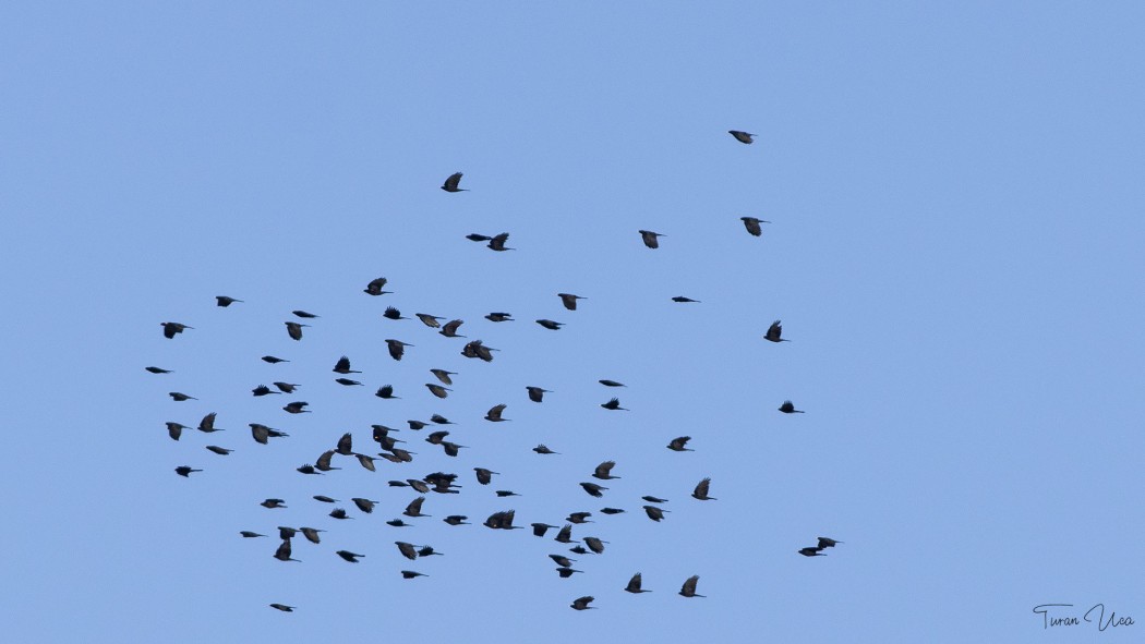 Sarıgagalı dağ kargası