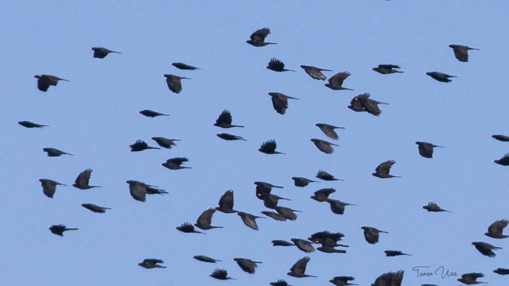 Sarıgagalı dağ kargası