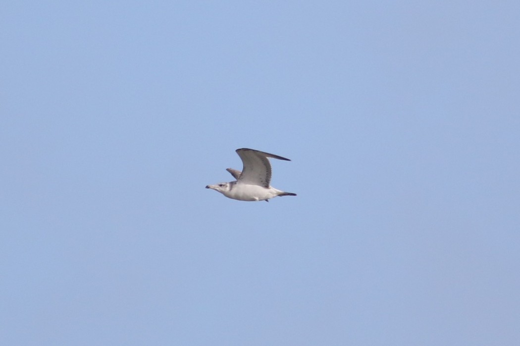 Büyük karabaş martı