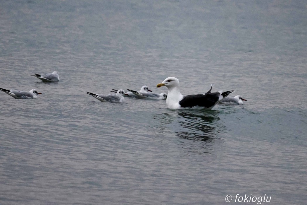 Büyük karasırtlı martı