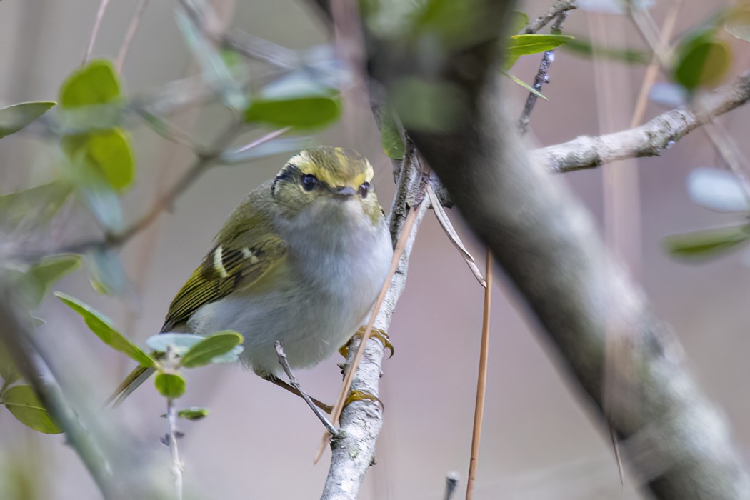 Çalıkuşu çıvgını