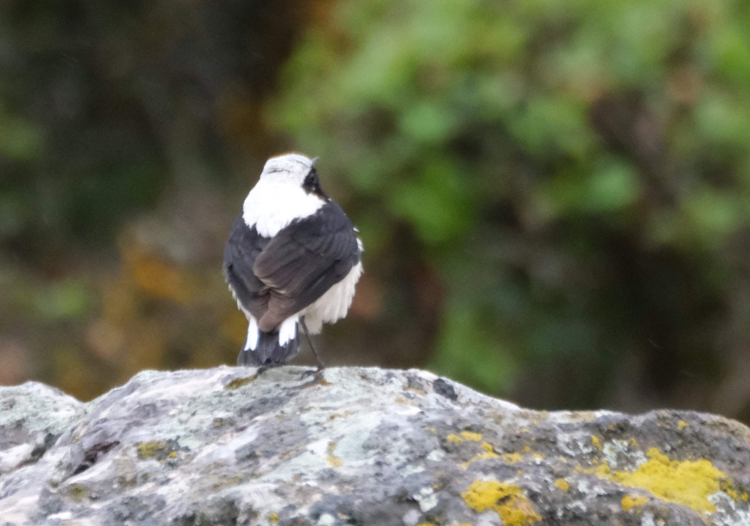 Aksırtlı kuyrukkakan