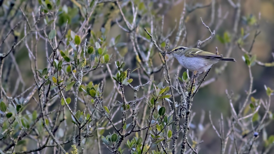 Çalıkuşu çıvgını