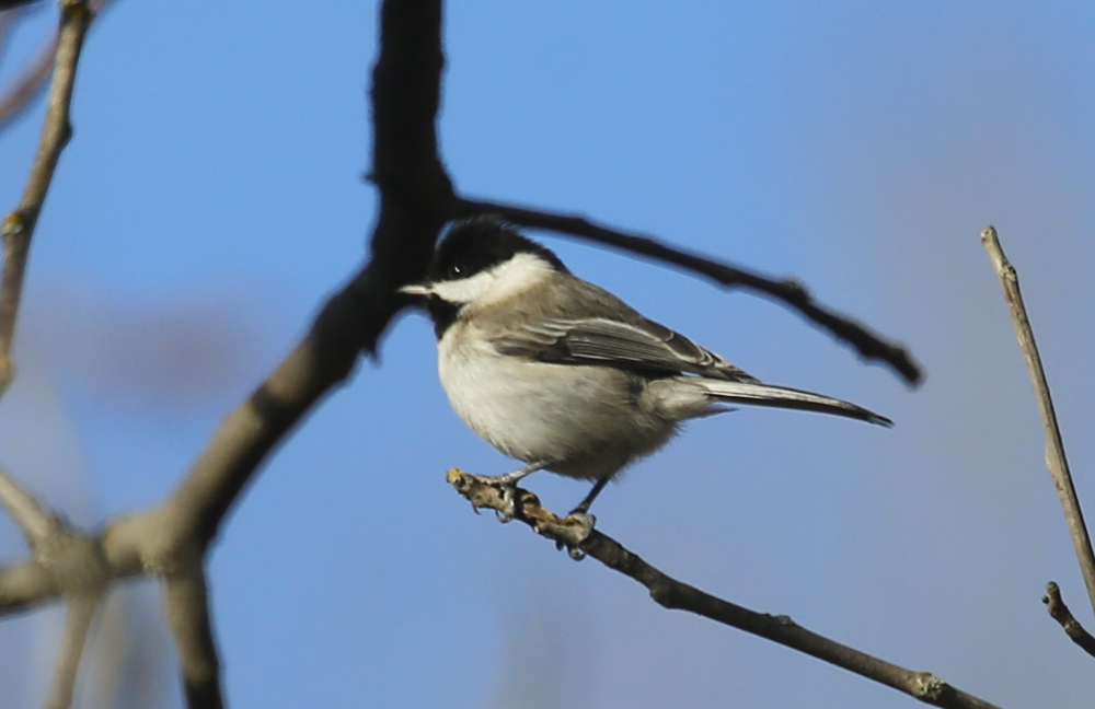 Akyanaklı baştankara