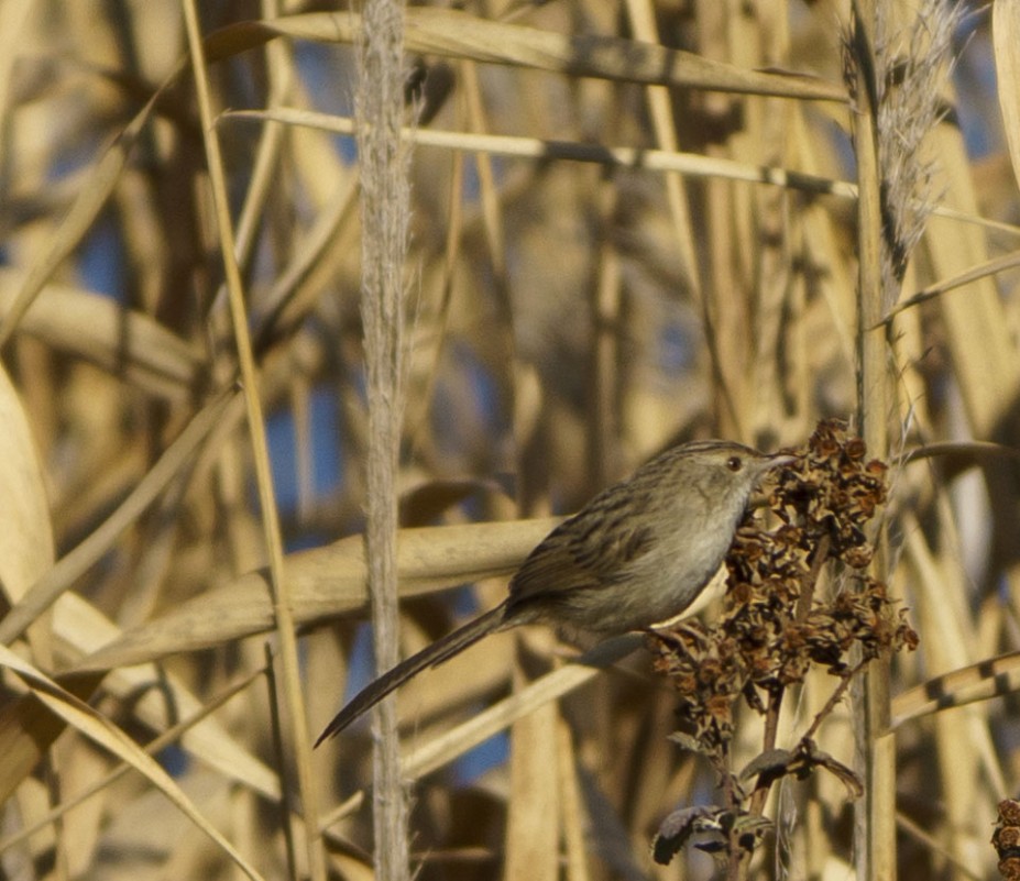 Dikkuyruklu ötleğen