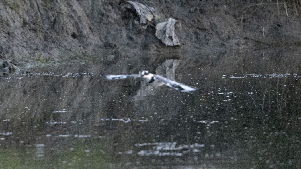 Alaca yalıçapkını
