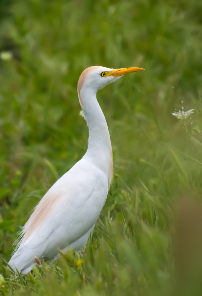 Sığır balıkçılı