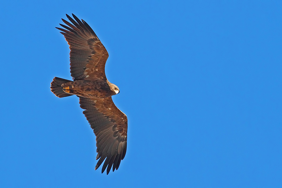 Küçük orman kartalı