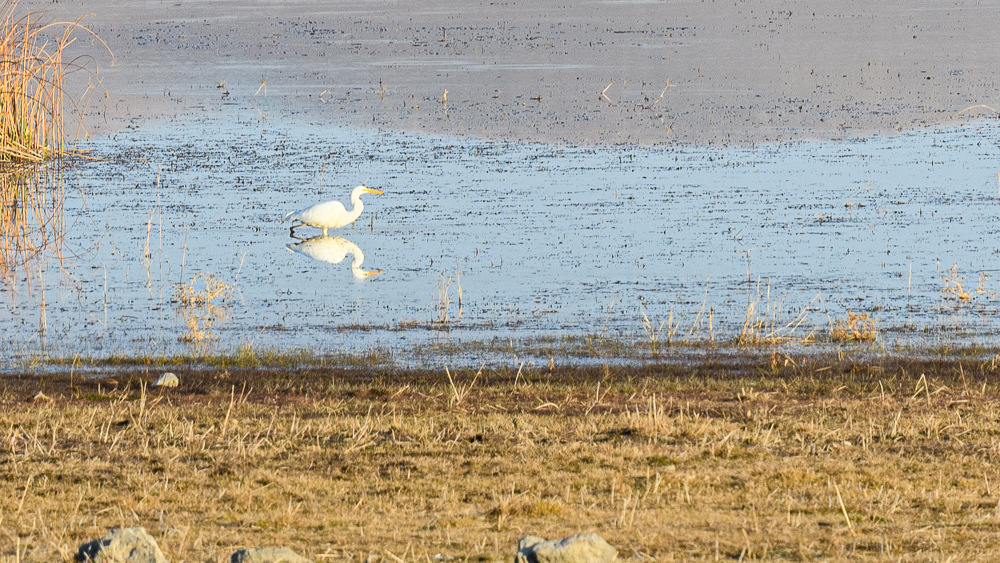 Büyük ak balıkçıl