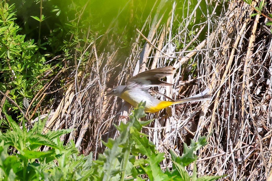 Dağ kuyruksallayanı