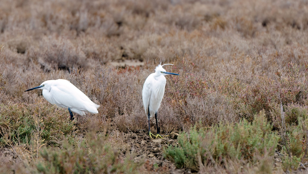 Küçük ak balıkçıl