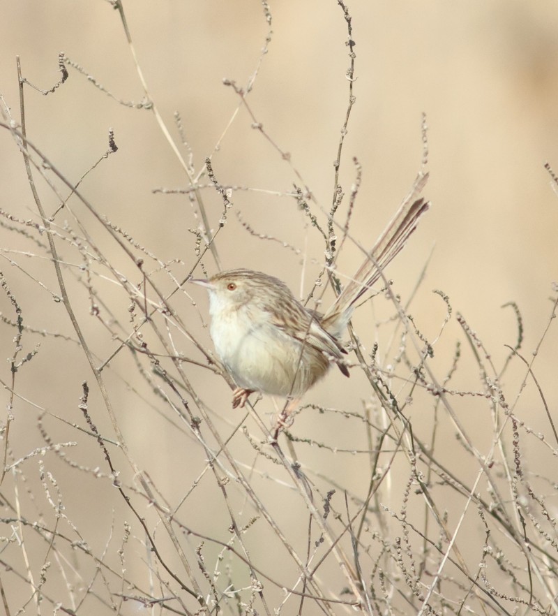 Dikkuyruklu ötleğen