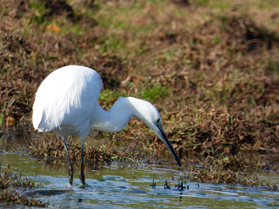 Küçük ak balıkçıl