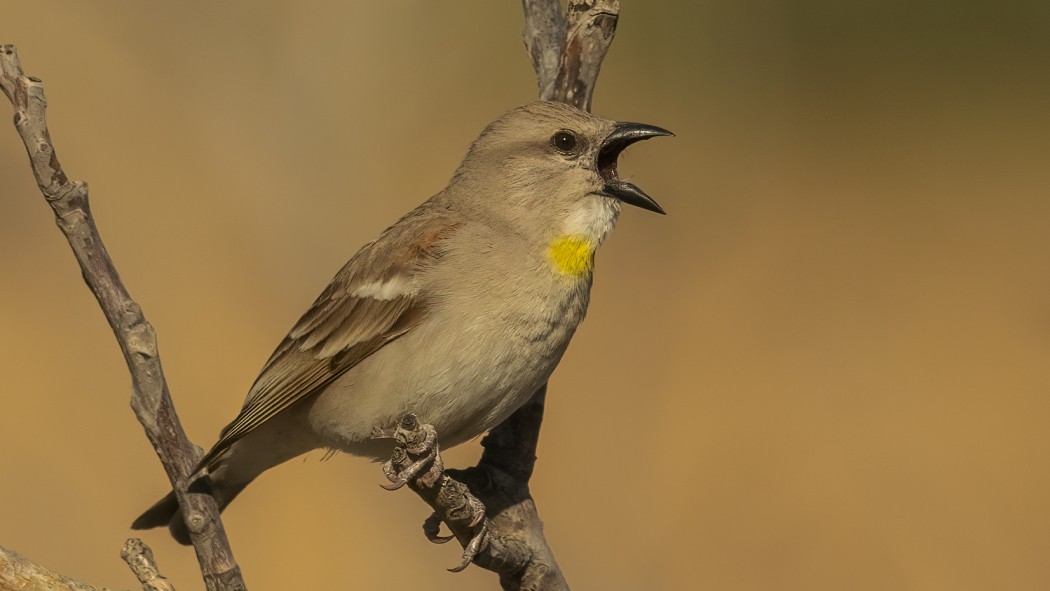 Sarıboğazlı serçe
