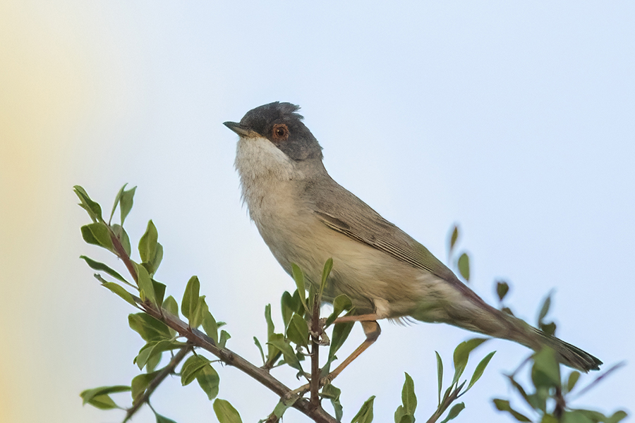 Pembegöğüslü ötleğen