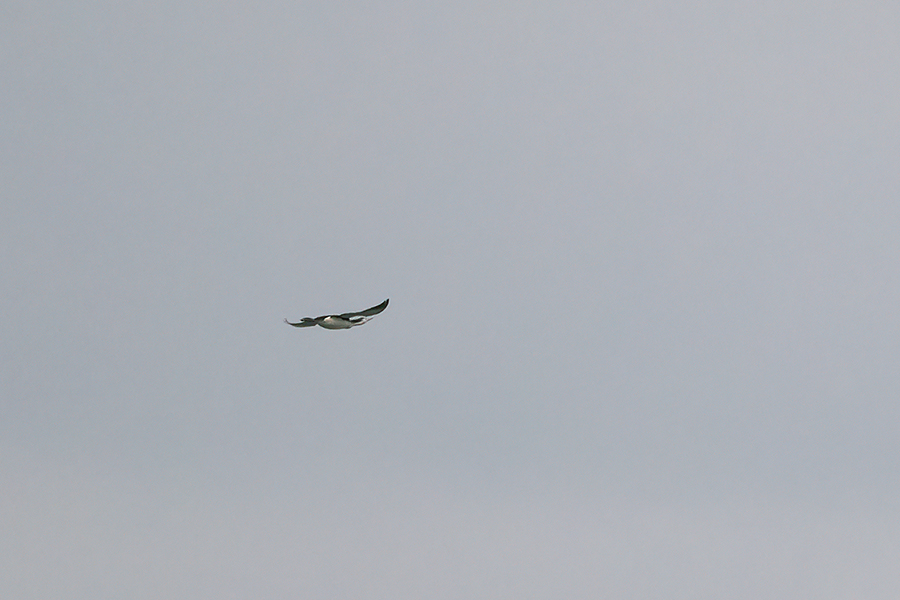 Kızılgerdanlı dalgıç