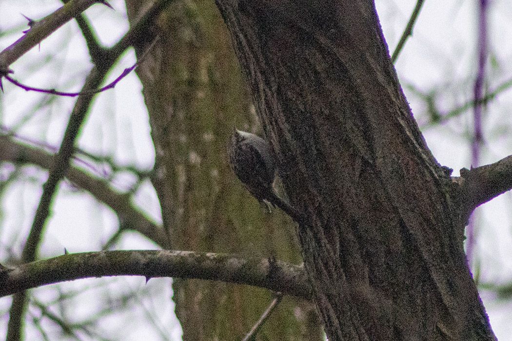 Bahçe tırmaşıkkuşu