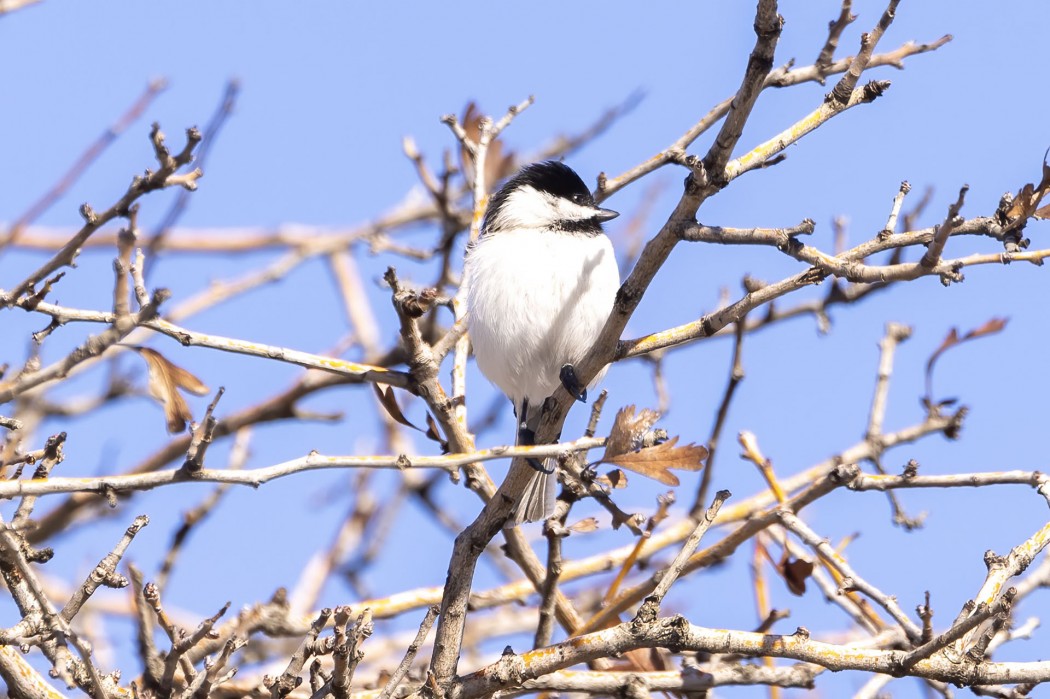 Akyanaklı baştankara
