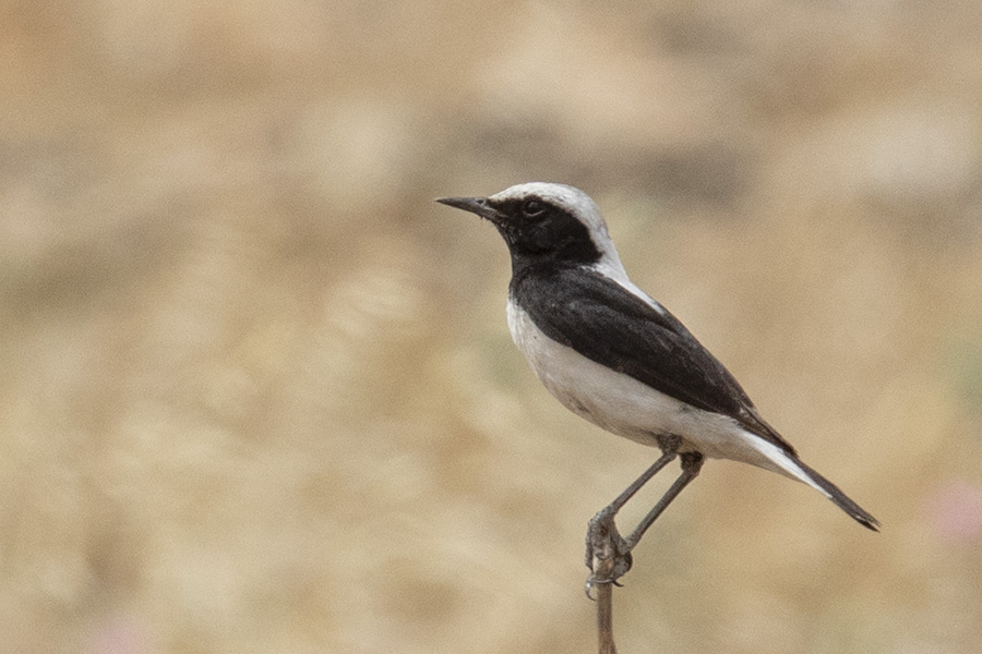 Aksırtlı kuyrukkakan