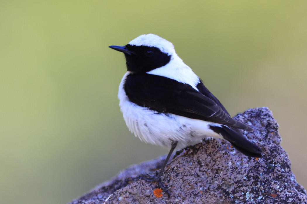 Karakulaklı kuyrukkakan