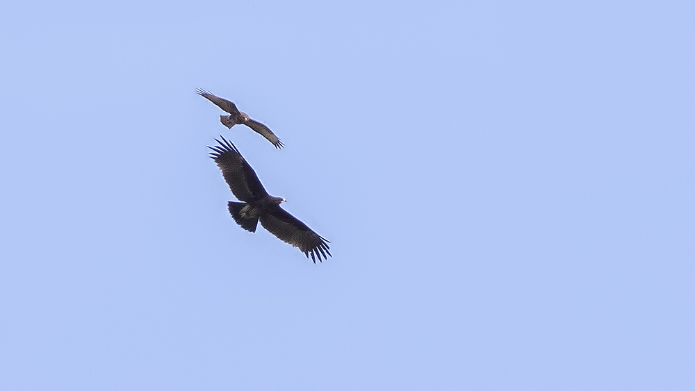 Büyük orman kartalı