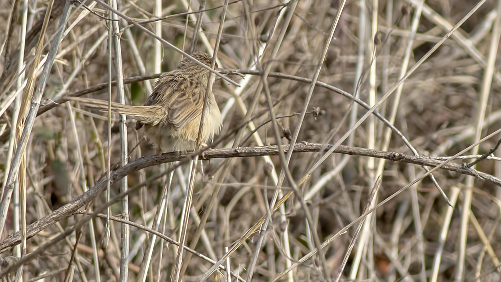 Dikkuyruklu ötleğen