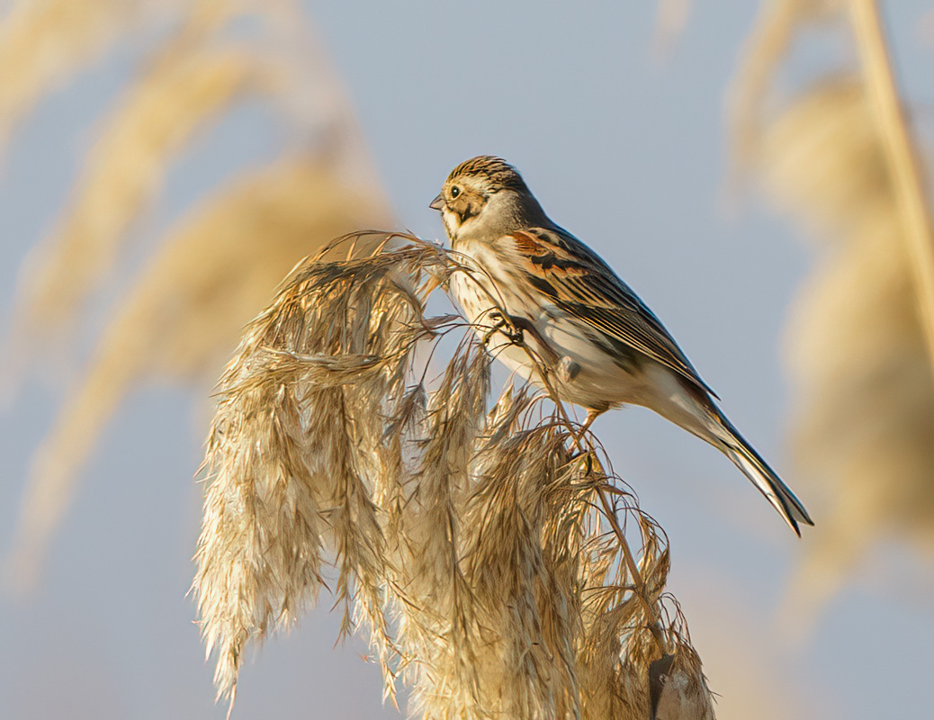Bataklık Kirazkuşu