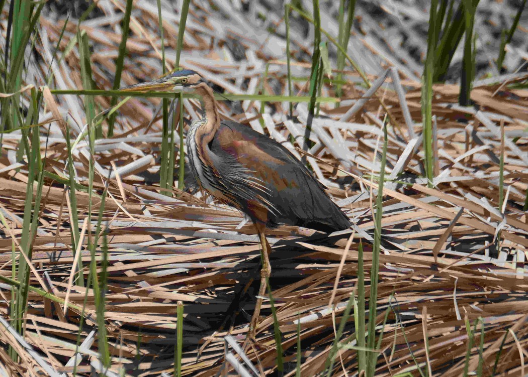 Erguvani balıkçıl