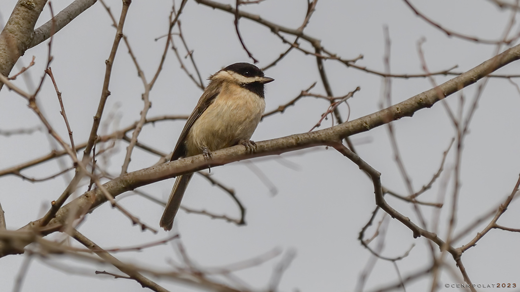 Akyanaklı baştankara