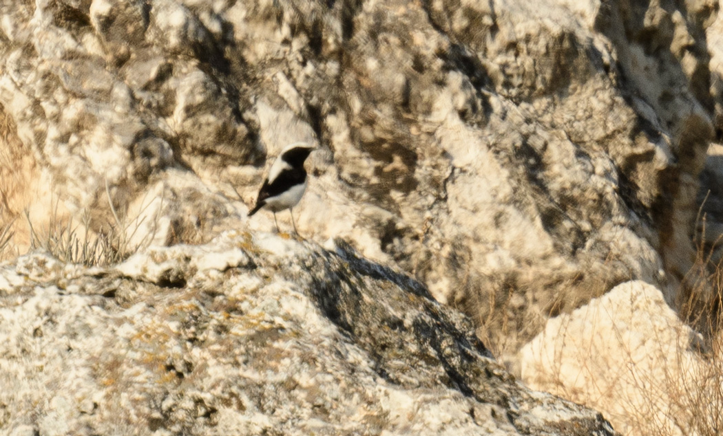 Aksırtlı kuyrukkakan