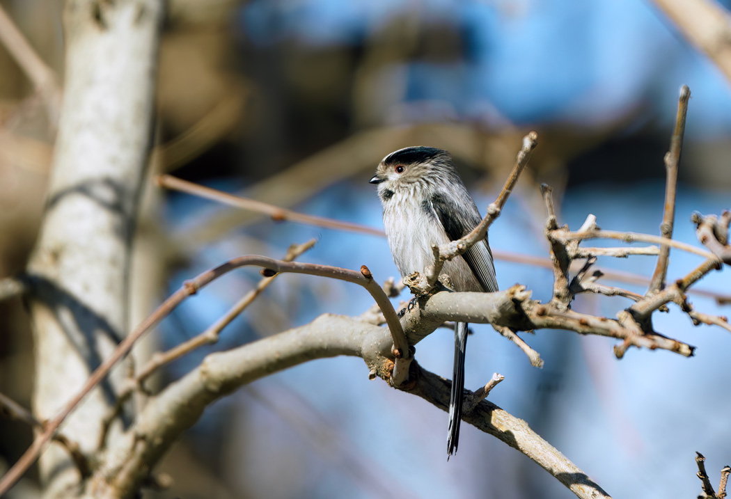 Uzunkuyruklu baştankara