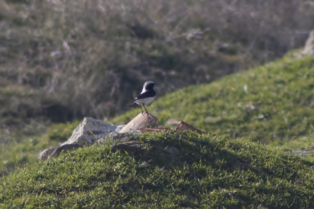 Aksırtlı kuyrukkakan