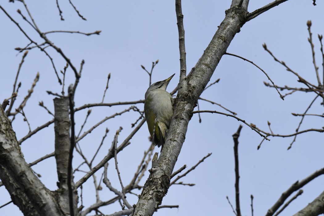 Küçük yeşil ağaçkakan