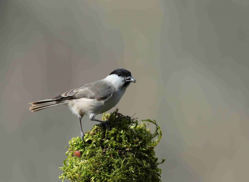 Kayın baştankarası