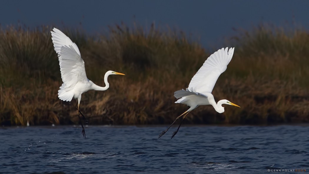Büyük ak balıkçıl