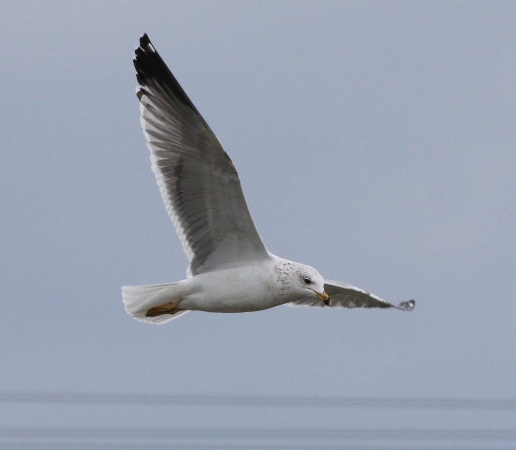 Küçük gümüş martı