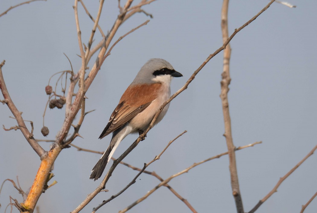 Kızılsırtlı örümcekkuşu