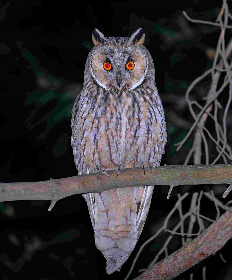 Kulaklı orman baykuşu