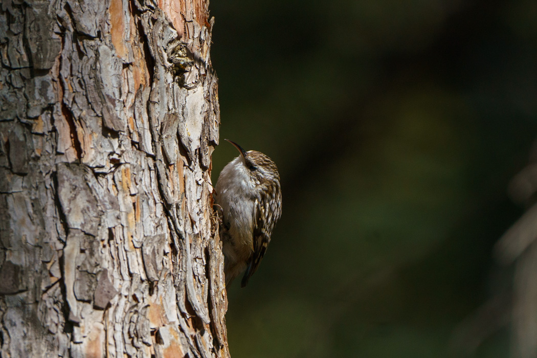 Bahçe tırmaşıkkuşu